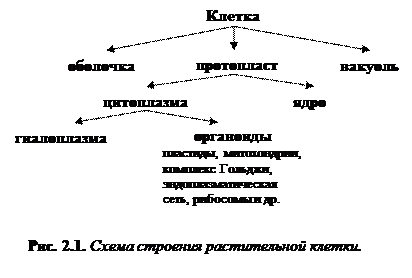 Что такое полупроницаемость и для какой структуры растительной клетки она характерна. Смотреть фото Что такое полупроницаемость и для какой структуры растительной клетки она характерна. Смотреть картинку Что такое полупроницаемость и для какой структуры растительной клетки она характерна. Картинка про Что такое полупроницаемость и для какой структуры растительной клетки она характерна. Фото Что такое полупроницаемость и для какой структуры растительной клетки она характерна