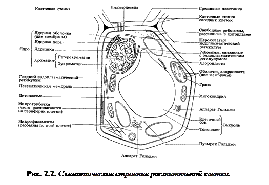 Что такое полупроницаемость и для какой структуры растительной клетки она характерна. Смотреть фото Что такое полупроницаемость и для какой структуры растительной клетки она характерна. Смотреть картинку Что такое полупроницаемость и для какой структуры растительной клетки она характерна. Картинка про Что такое полупроницаемость и для какой структуры растительной клетки она характерна. Фото Что такое полупроницаемость и для какой структуры растительной клетки она характерна