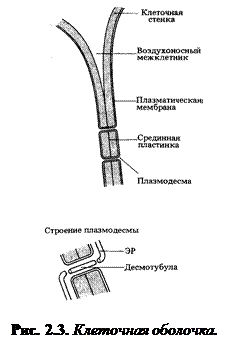 Что такое полупроницаемость и для какой структуры растительной клетки она характерна. Смотреть фото Что такое полупроницаемость и для какой структуры растительной клетки она характерна. Смотреть картинку Что такое полупроницаемость и для какой структуры растительной клетки она характерна. Картинка про Что такое полупроницаемость и для какой структуры растительной клетки она характерна. Фото Что такое полупроницаемость и для какой структуры растительной клетки она характерна