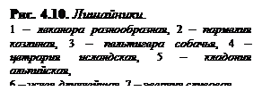 Лишайники относятся к симбиотическим организмам потому что. Смотреть фото Лишайники относятся к симбиотическим организмам потому что. Смотреть картинку Лишайники относятся к симбиотическим организмам потому что. Картинка про Лишайники относятся к симбиотическим организмам потому что. Фото Лишайники относятся к симбиотическим организмам потому что