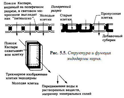 вторичное утолщение за счет деления клеток эндодермы. вторичное утолщение за счет деления клеток эндодермы фото. картинка вторичное утолщение за счет деления клеток эндодермы. смотреть фото вторичное утолщение за счет деления клеток эндодермы. смотреть картинку вторичное утолщение за счет деления клеток эндодермы.