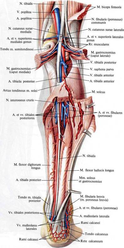 Груберов канал. Сосуды задней поверхности голени анатомия. Задняя поверхность голени топографическая анатомия. Задняя поверхность голени сосуды и нервы. Сосуды подколенной ямки анатомия.