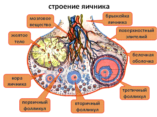 Строение яичника анатомия. Анатомия животных строение яичников. Строение яичника. Яичники коровы анатомия.