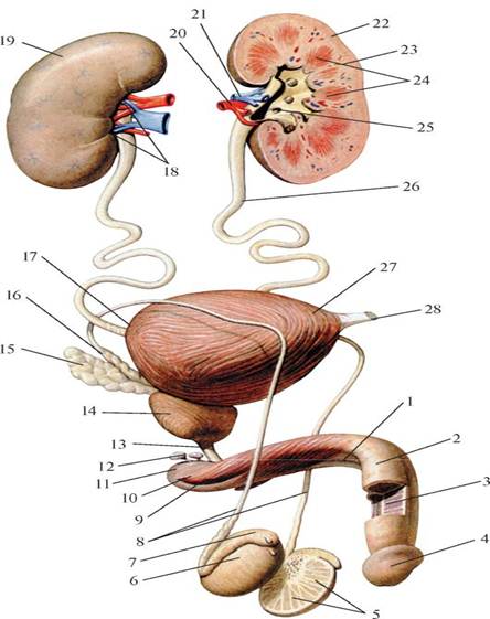Половые органы мочевой системы. Мочевыделительная система половая система анатомия. Мочевыделительная система у мужчин анатомия. Мочеполовая система женщины и мужчины анатомия. Мужская Мочеполовая система схема.