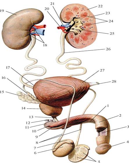 Мочевые органы мужчины