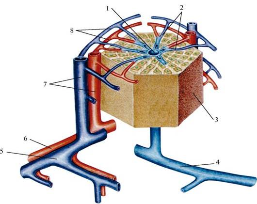 Функциональной единицей печени является. Структурно-функциональная единица печени печеночная долька. Кровоснабжение печеночной дольки гистология. Печеночная долька и ее кровеносные сосуды. Схема кровоснабжения печеночной дольки гистология.