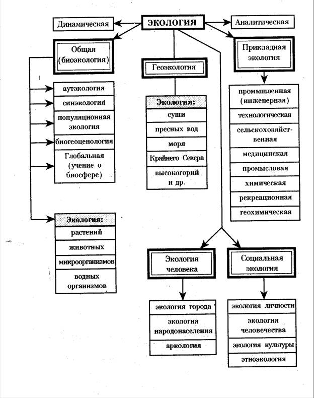 Структура современной экологии схема