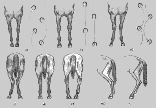 Мытье лошади. Постановка задних конечностей. Постановка лошади на учет. Саблистая постановка конечностей у лошадей. Расседланная лошадь.
