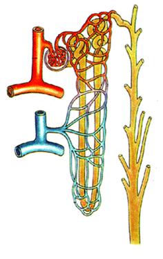 кровоснабжение почки чудесная сеть. чудесная сеть почки анатомия. чудесная артериальная сеть. сеть почки. сеть почки.