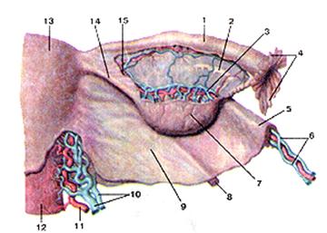 Связка подвешивающая яичник. Маточные трубы и яичники анатомия. Яичниковая бахромка маточной трубы. Яичники и маточные трубы строение. Строение маточной трубы анатомия.