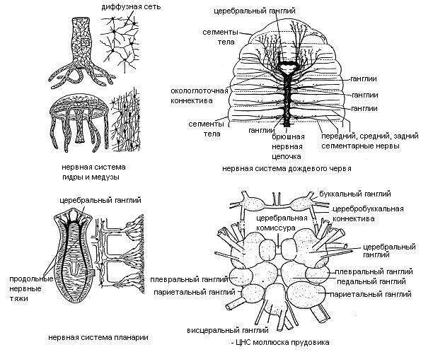 Диффузно узловая трубчатой нервной системы. Строение сетчатой нервной системы. Филогенез нервной системы сетчатая нервная система. Трубчатая нервная система позвоночных. Филогенез нервной системы беспозвоночных.