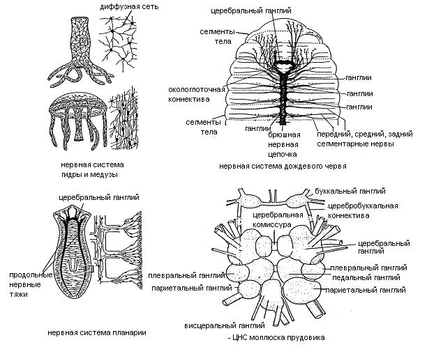 Диффузная нервная система характерна для животных типа