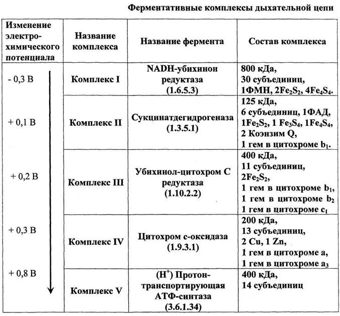4 комплекс дыхательной цепи. состав 2 комплекса дыхательной цепи биохимия. комплексы дыхательной цепи таблица. комплексы дыхательной цепи биохимия. комплекс дыхательной цепи название фермента.