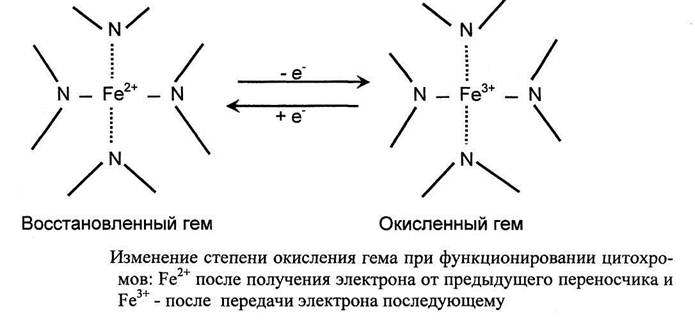 Цитохромоксидаза схема строения