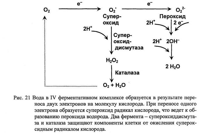 Цитохромоксидаза схема строения