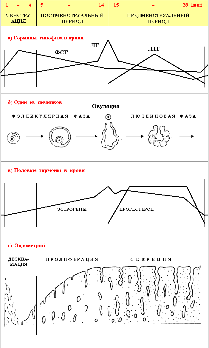 Овариально менструационный цикл схема