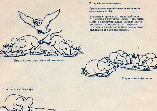 основные положения эволюционного учения чарльза дарвина. image007. основные положения эволюционного учения чарльза дарвина фото. основные положения эволюционного учения чарльза дарвина-image007. картинка основные положения эволюционного учения чарльза дарвина. картинка image007.