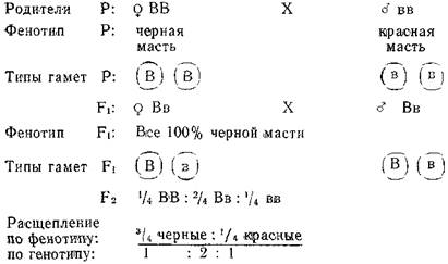 Рассмотрите схемы скрещиваний представленных на рисунке и определите соотношение фенотипов в f2 мыши
