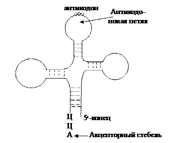 Адапторная функция ТРНК. Адапторная роль т-РНК. Адапторная роль ТРНК. Аминоацил ТРНК.