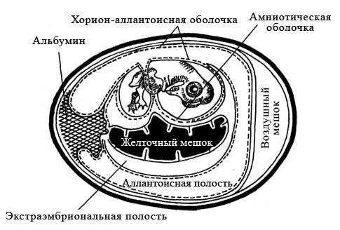 при помощи каких реакций определяют результативность заражения культур клеток