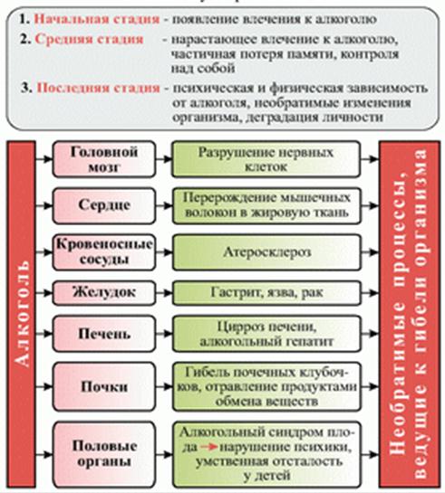 Реферат: Влияние курения и алкоголя на организм человека