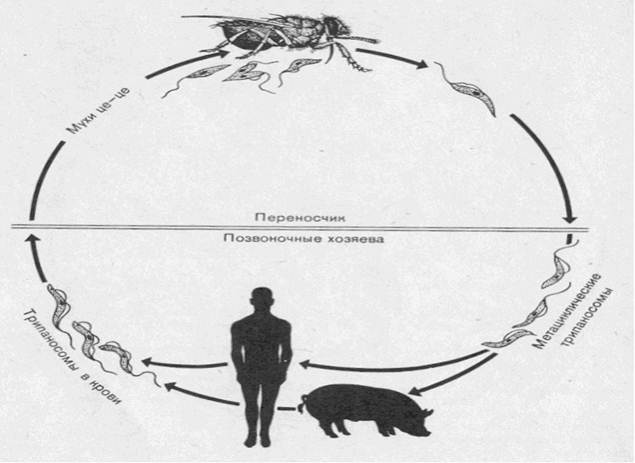 Рассмотрите рисунок на котором представлен цикл развития трипаносомы и ответьте на вопросы