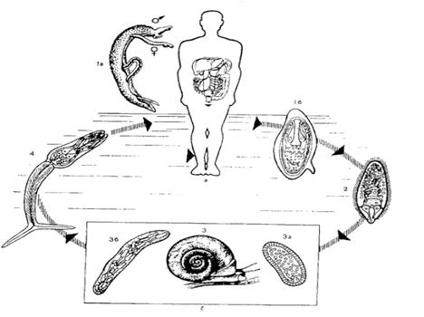 Жизненный цикл шистосомы. Схема жизненного цикла Schistosoma haematobium. Жизненный цикл шистосомы кровяной. Schistosoma haematobium жизненный цикл. Цикл развития кровяного сосальщика.
