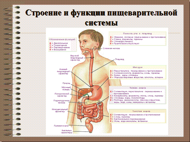 Что может быть причиной метиоризма и постоянных запоров? Необычный синдром в нов