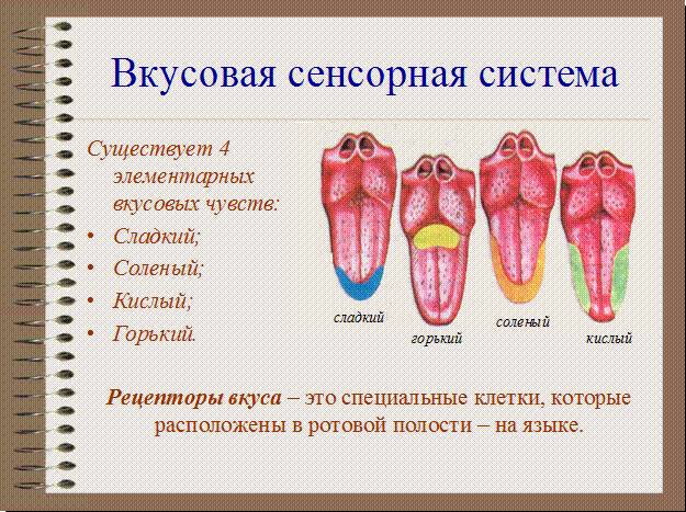 Классификация вкусовых ощущений. Язык и вкусовые ощущения схема. Вкусовая сенсорная система. Вкусовая сенсорная система таблица. Богатство вкусов