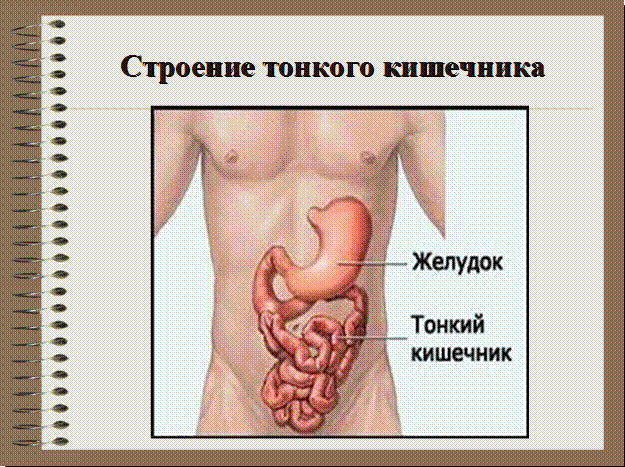 Какая длина кишечника у взрослого. Длина тонкого кишечника у взрослого человека составляет.