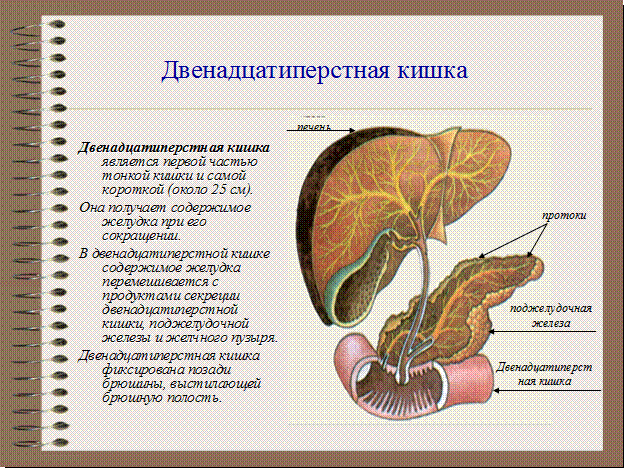 Железы и ферменты двенадцатиперстной кишки. 12 Перстная кишка строение и функции. Двенадцатиперстная кишка строение и функции. 12 Перстная кишка анатомия функции.