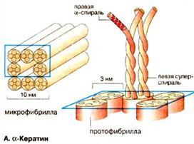 Фибриллярные белки нерастворимы в воде потому что. Смотреть фото Фибриллярные белки нерастворимы в воде потому что. Смотреть картинку Фибриллярные белки нерастворимы в воде потому что. Картинка про Фибриллярные белки нерастворимы в воде потому что. Фото Фибриллярные белки нерастворимы в воде потому что