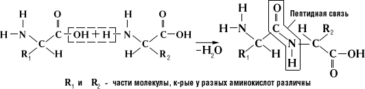 Рассмотрите схему участка первичной структуры молекулы белка какой цифрой обозначена пептидная связь