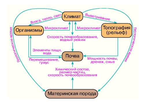 Сущность общая схема и стадийность почвообразовательного процесса