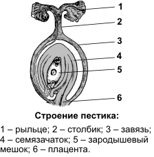 Выберите под какой цифрой показаны семязачатки на рисунках а и в укажите где они расположены