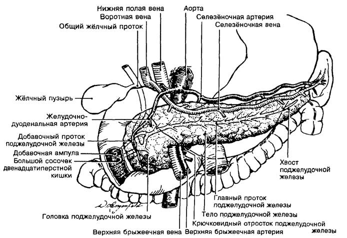 Желчные протоки в двенадцатиперстной кишке. Кровоснабжение 12 перстной кишки. Проток крючковидного отростка поджелудочной железы. Поджелудочная железа анатомия человека. Структура строение поджелудочной железы.