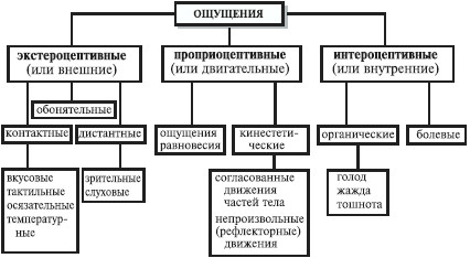 что такое психические процессы перечислите познавательные процессы. Смотреть фото что такое психические процессы перечислите познавательные процессы. Смотреть картинку что такое психические процессы перечислите познавательные процессы. Картинка про что такое психические процессы перечислите познавательные процессы. Фото что такое психические процессы перечислите познавательные процессы