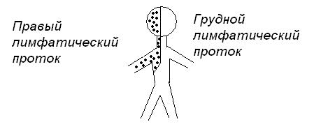Схема грудного и правого лимфопротоков