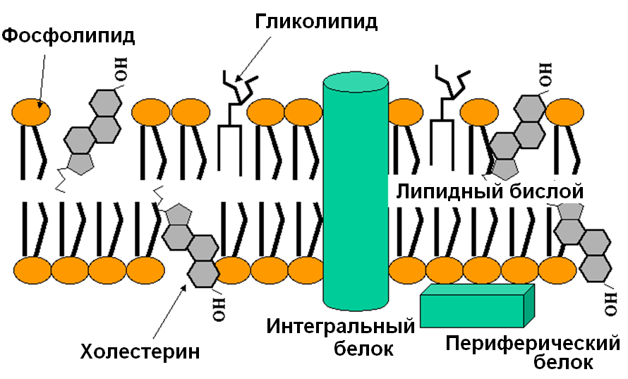 Липиды которые образуют клеточные мембраны