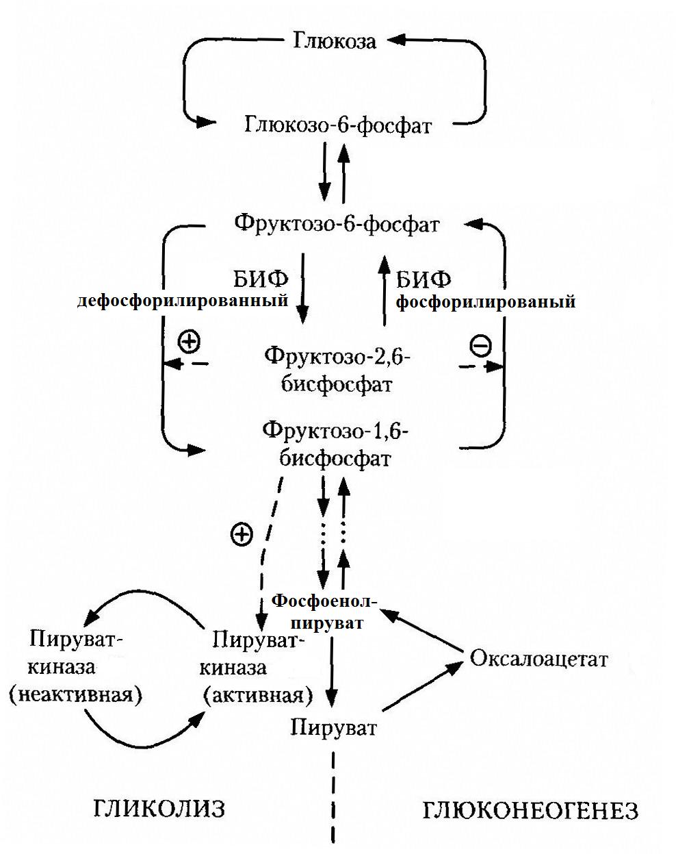 Обмен углеводов ферменты