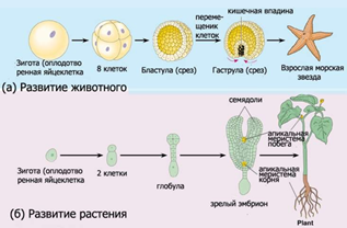 Образование зиготы у покрытосеменных