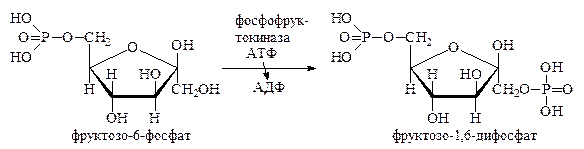 Реакции образования фруктозо-6-фосфата. Фруктозо 6 фосфат формула. Реакцию фруктозо-6-фосфат → фруктозо-1,6-дифосфат катализирует фермент. Фруктозо 6 фосфат в фруктозу 16 дифосфат.