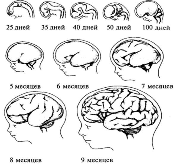 Память в онтогенезе. Основные этапы формирования головного мозга в онтогенезе. Формирование высшей нервной деятельности в онтогенезе. Этапы развития ВНД. Этапы формирования ВНД В онтогенезе.