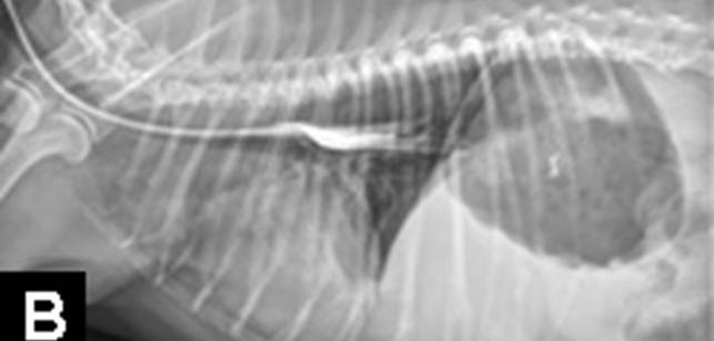 Пищевод кошки. Мегаэзофагус у собак рентген. Дивертикул пищевода у собак. Расширение пищевода у собаки.