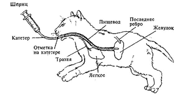 Пищевод кошки