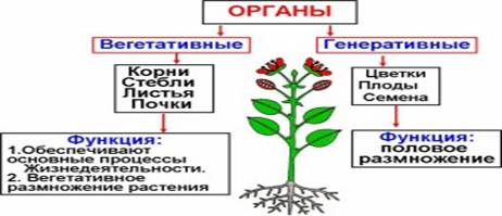 Какая ботаническая наука изучает размножение растений