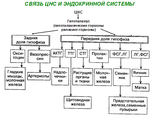 Гормон центральной нервной системы. Структурно-функциональная организация эндокринной системы. Схема структурно-функциональной организации эндокринной системы. Классификация эндокринных желез схема. Схема взаимосвязи центральной нервной и эндокринной систем.