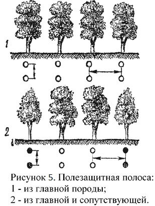 Схема полезащитной лесной полосы