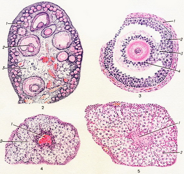Какой микропрепарат изображен на рисунке. Яйцеклетка млекопитающего гистология. Яичник гистология препарат. Яйцеклетка гистология препарат. Яичник микропрепарат гистология.