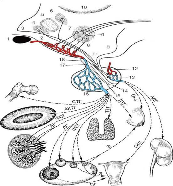 Гипофиз кровеносная система. Гормоны гипоталамо-гипофизарной системы. Гипоталамо-гипофизарная система схема гистология. Гипоталамо гипофизарная система гистология рисунок. Гистология гипоталамуса гипоталамо.